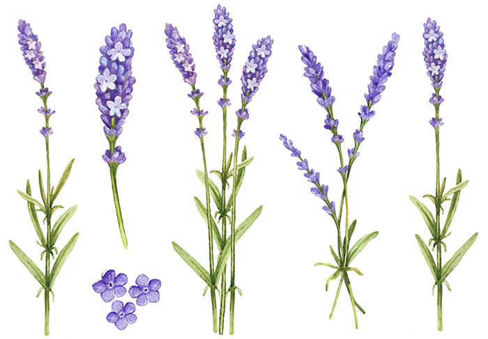 lavenders-blue.jpg