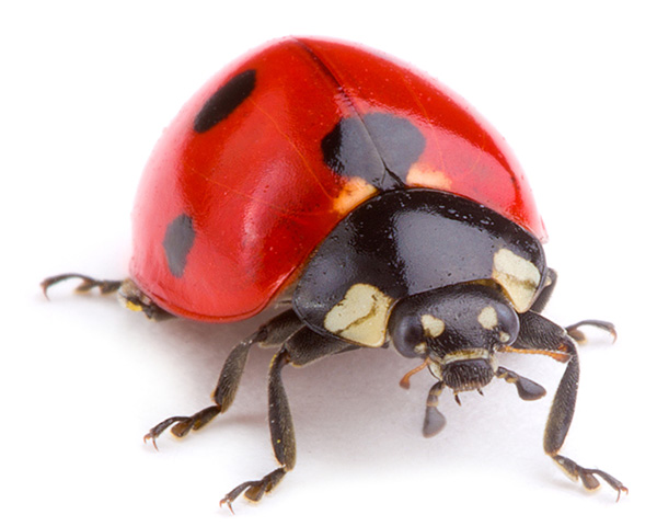 laydybug-ladybug.jpg